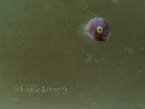 Super Macro Swimming!  2mm Juvenile Diamond File Fish (?)... by Jan Morton 